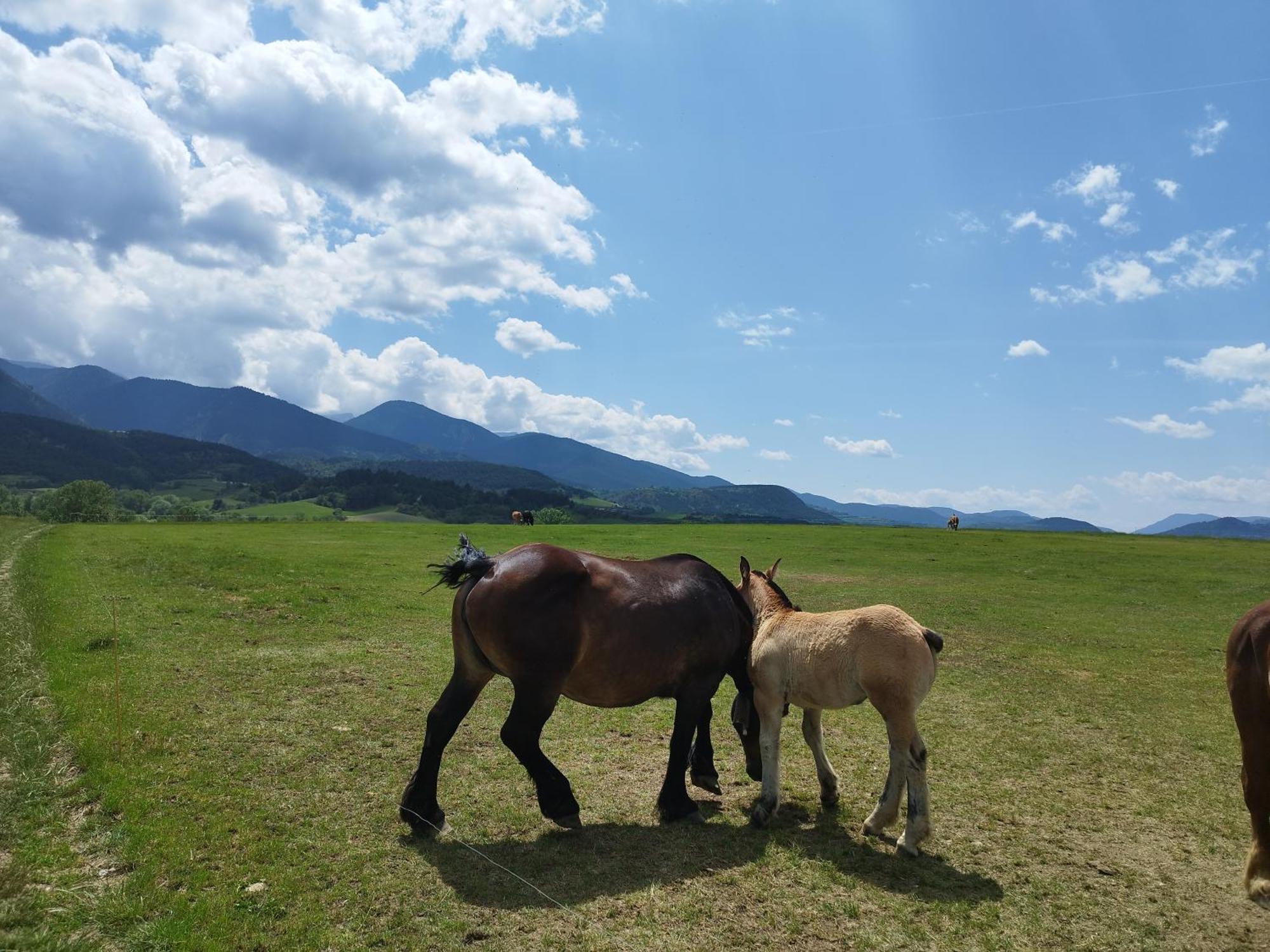 Cal Jan - Cadi Apartment Bellver De Cerdanya ภายนอก รูปภาพ
